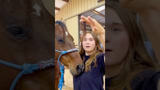 Beginner Vs Experienced Horse Owners 🐴 shorts animals [upl. by Allissa645]