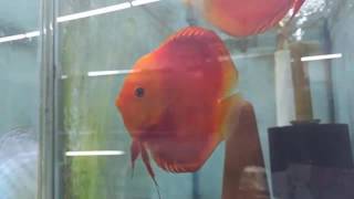 Solid Melon Discus breeding pairs at wattley discus [upl. by Viki153]