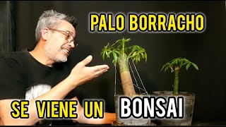 ⚠ COMO HACER UN BONSAI DE PALO BORRACHO BAJAR RAMAS CON ALAMBRADO [upl. by Hakvir]