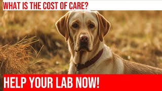 Emergency Vet Care for Labrador Retrievers What to Expect [upl. by Cirdor740]