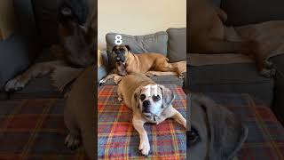 Sibling Anthem Check with the 4 dogs cheagle puggle boxer pug siblinganthemcheck [upl. by Hammad]