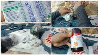 Pigeon Leg Problem Treatment And Recovery Progress  SA Pigeon Loft [upl. by Del840]