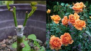 Grating plants  Rose grafting  How to graft the ro se🌹🌹 on a tree viralvideo gardening [upl. by Rafter]