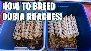 HOW TO BREED DUBIA ROACHES [upl. by Anecusa]