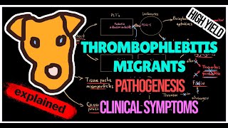 Thrombophlebitis migrants Trousseau syndrome Pathogenesis Symptoms Treatment [upl. by Retep]