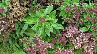 Ocimum basilicum  نبات الحبق [upl. by Ahsienak]