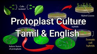 Protoplast Culture Tamil amp English Biology study materials plus two BIOBOTANY planttissueculture [upl. by Nollad]