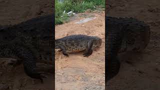 🐊 Jacarédepapoamarelo quase ataca wildlife jacare naturelovers attack crocodiles crocodile [upl. by Laynad]