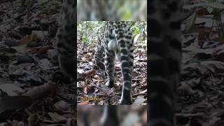 Vida Selvagem da AmazôniaVídeo Impactante de Animais e Aves Gravado no Coração da Floresta Tropical [upl. by Nihs784]