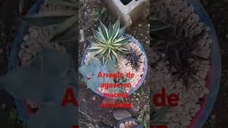 Arreglo de agave  intrusa plantas agave cactusjardin eljardindejesus rd🇩🇴 cactusysuculentas [upl. by Medora]