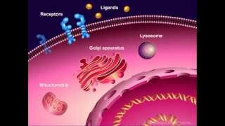 Introduction to Cancer Biology Part 1 Abnormal Signal Transduction [upl. by Ayr306]