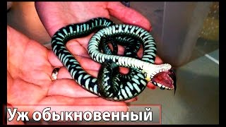 Змея притворяется мёртвой Snake pretending to be dead [upl. by Ayihsa992]