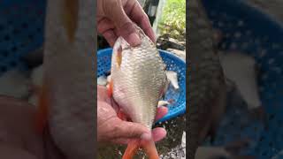 Techniques for cleaning fish to be the cleanest  fish cleaning  EP004 [upl. by Aenyl]