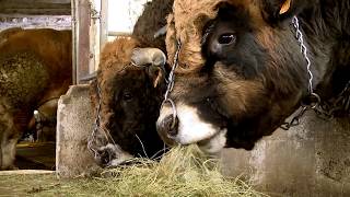 Les éleveurs de quotHAUTEquot la vache Aubrac égérie du salon de lagriculture 2018 témoignent sur SOBAC [upl. by Ahsiema423]