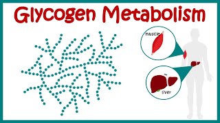 Glycogen metabolism  Glycogenesis  Glycogenolysis  hormonal regulation of glycogen metabolism [upl. by Lux]