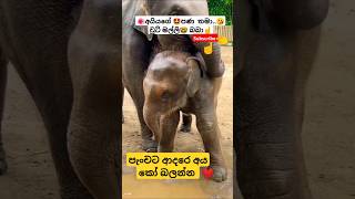 Beats  Numba Ha Suraganak Wilasa shotrs song ytshorts Viral tiktok elephant 🤓 [upl. by Anuala]