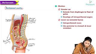 6  Peritoneum and retroperitoneum  Anatomy MBBS Lectures [upl. by Hollie961]