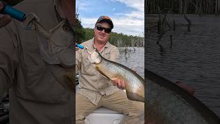 Fishing for SARATOGA on Lake Borumba Queensland  Freshwater Fishing shorts [upl. by Nogam]