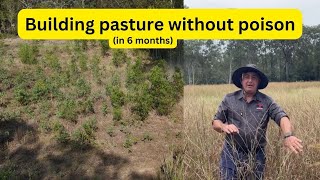 Building the pasture without poison  6 months worth of success [upl. by Holladay]