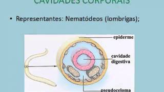 Aula de Biologia  Cavidades corporais simetria e metameria [upl. by Yul]