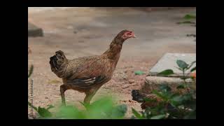 ನಾಟಿ ಕೊಳಿ ಸಾಕಾಣಿಕೆ  Nati koli sakanike  Pure country Chiken farming [upl. by Humphrey]