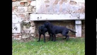 Labrador Retriever Fanworts Bill Robin und Roume vom Kastell Stegraifepach Muffin [upl. by Randell755]