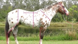 Evaluating the conformation of the Sportaloosa  Appaloosas Knabstruppers appaloosa spotted horses [upl. by Daniele]