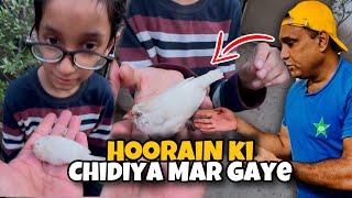 Hoorain Ki Chidiya Mar Gai  Silkie Hens  Fancy Hens [upl. by Ahsinned996]