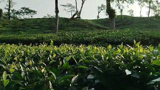 Ispahani tea Garden Srimangal [upl. by Irallih]