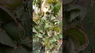 Acalypha Wilkesiana Plant 🌱💖 shorts plants garden leaf trending song ytshorts kpop short [upl. by Najtsirk]