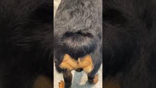 Beautiful short tail rottweiler shortsfeed shorts video viralreels fypシ゚ reels short [upl. by Oderf]