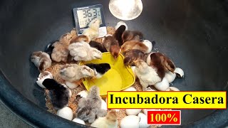 Incubadora Casera Para Huevos de Gallina  Polluelos que Nacen en un Recipiente de Plástico [upl. by Retseh]