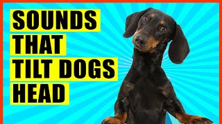 Sounds That Make Dogs Tilt Their Head GUARANTEED [upl. by Norramic519]