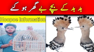 Hoopoe  A z Information  HindiUrdu  Hud hud birds [upl. by Burlie]