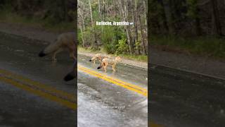 Bariloche Argentina 🇦🇷 Hermosos paisajes de la Patagonia Argentina [upl. by O'Mahony]