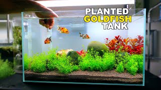 The Planted RANCHU GOLDFISH Tank wiggle bum paradise or expensive buffet [upl. by Nohsal22]