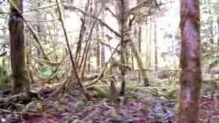 Winter Wren Bird Song in Old Growth Forest of North Cascades [upl. by Eidahs]