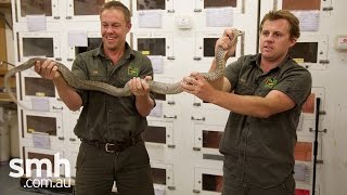 Gigantor Is this Australias largest brown snake [upl. by Kcirdle739]