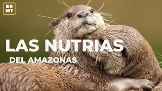 Nutrias Sudamericanas Los Supervivientes del Río [upl. by Lauber35]