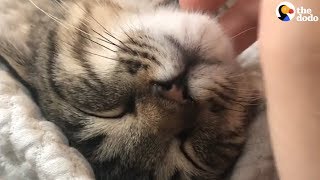 Cat Purring Has To Be The Most Relaxing Sound Ever  The Dodo [upl. by Shellie]