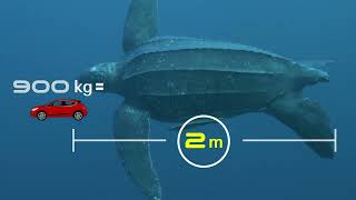 Species At Risk In Atlantic Canada – Leatherback Sea Turtles [upl. by Ellennoj]