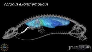 3D model of the skeletal and pulmonary anatomy of Varanus exanthematicus [upl. by Galven]