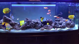 My 155 Gallon Fish Only With Live Rock FOWLR Saltwater Aquarium [upl. by Enaoj376]