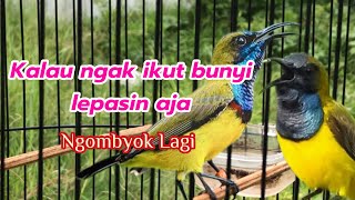 PANCINGAN SOGON OMBYOKAN AGAR BUNYI [upl. by Salbu]