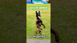 K9 puppy Training k9 malinois germanshepherd doglover chó pubg [upl. by Ltney]