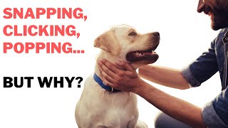 Popping and Clicking Sounds in Dogs  What is it [upl. by Nairam46]