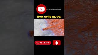 How cells move discover lifecycle facts [upl. by Eniamaj394]