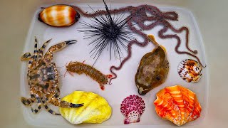 WOW FUN Finding Hermit crab and Sea Crab snail shell starfish fish pufferfish sea cucumbers [upl. by Dasi]