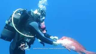 Humphead snapper  Lutjanus sanguineus [upl. by Grishilda]