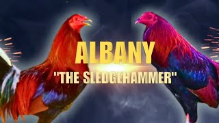 ALBANY GAMEFOWL BLOODLINE Fighting Style and History [upl. by Tsuda356]